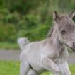В ленинградской области родился возможно самый маленький конь в мире Гулливер идет на рекорд